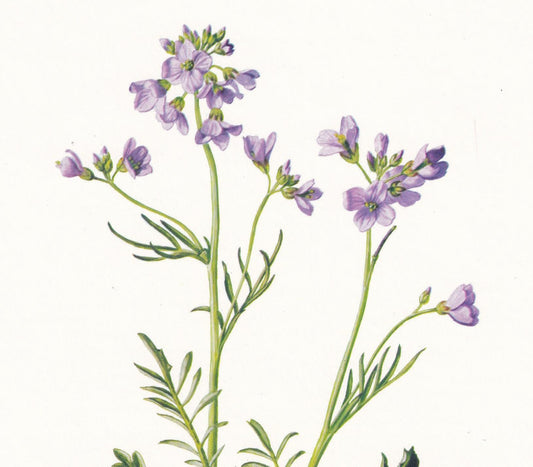 1974 CUCKOO FLOWER Print - Botanical Print - Flower Illustration - Plant Wall Art - Vintage Plant Print - 7.5 x 10.6 Inches