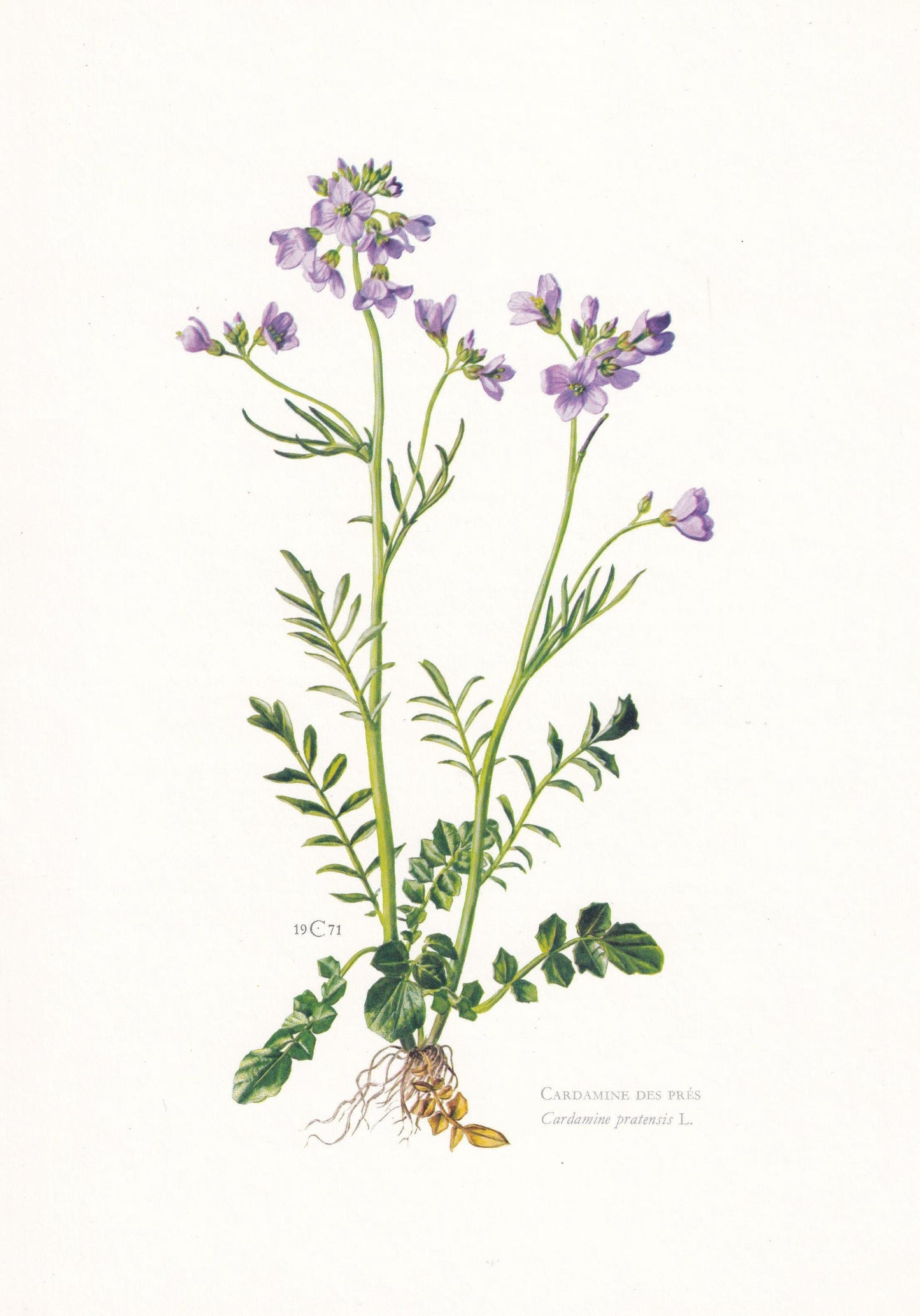 1974 CUCKOO FLOWER Print - Botanical Print - Flower Illustration - Plant Wall Art - Vintage Plant Print - 7.5 x 10.6 Inches