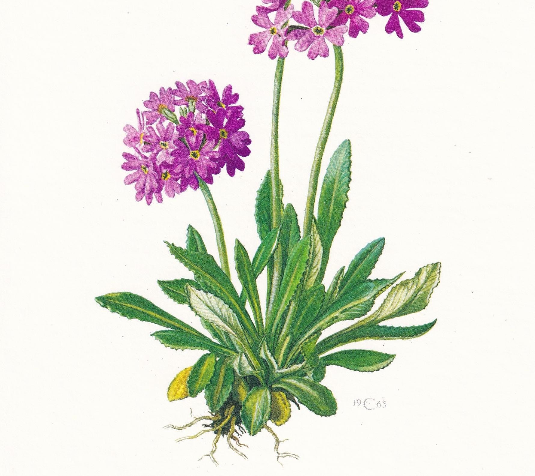 1974 PRIMROSE Flower Print - Botanical Print - Flower Illustration - Plant Wall Art - Vintage Plant Print - 7.5 x 10.6 Inches