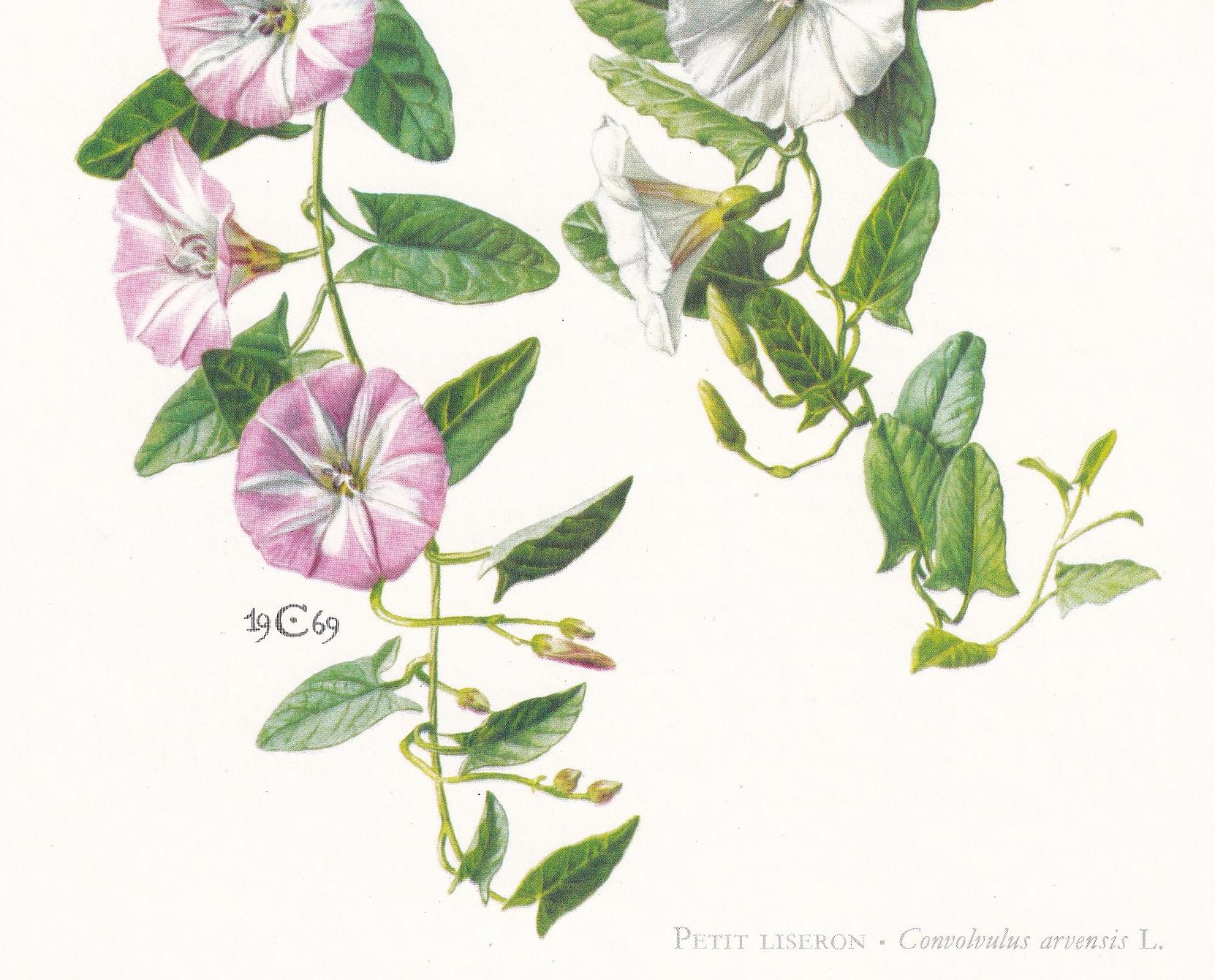 1974 FIELD BINDWEED Flower Print - Botanical Print - Flower Illustration - Plant Wall Art - Vintage Plant Print - 7.5 x 10.6 