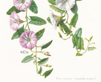 1974 FIELD BINDWEED Flower Print - Botanical Print - Flower Illustration - Plant Wall Art - Vintage Plant Print - 7.5 x 10.6 