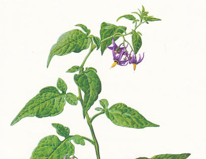 1974 BITTERSWEET NIGHTSHADE Flower Print - Botanical Print - Flower Illustration - Plant Wall Art - Vintage Plant Print - 7.5