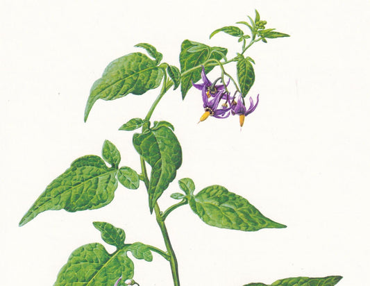 1974 BITTERSWEET NIGHTSHADE Flower Print - Botanical Print - Flower Illustration - Plant Wall Art - Vintage Plant Print - 7.5