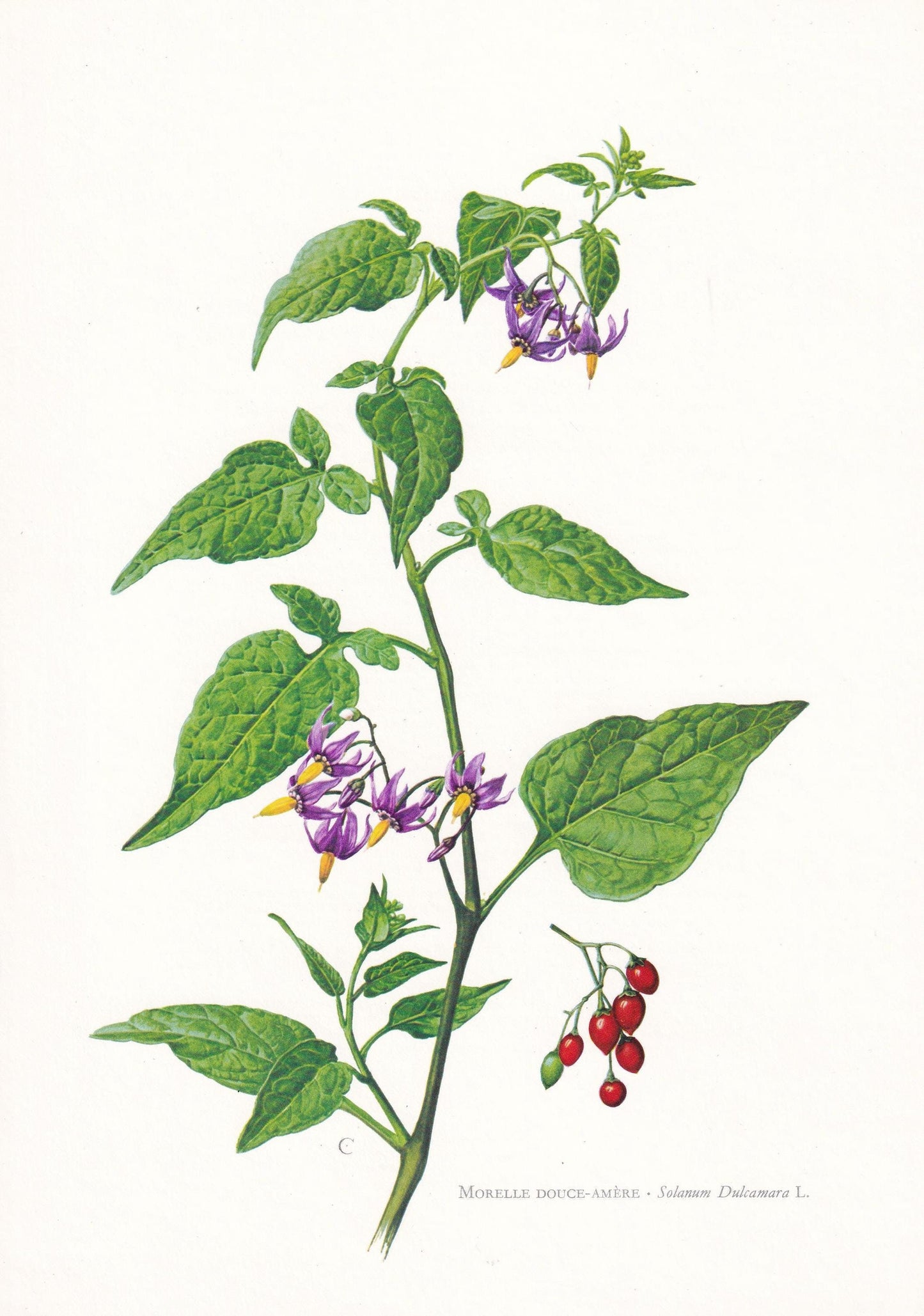 1974 BITTERSWEET NIGHTSHADE Flower Print - Botanical Print - Flower Illustration - Plant Wall Art - Vintage Plant Print - 7.5