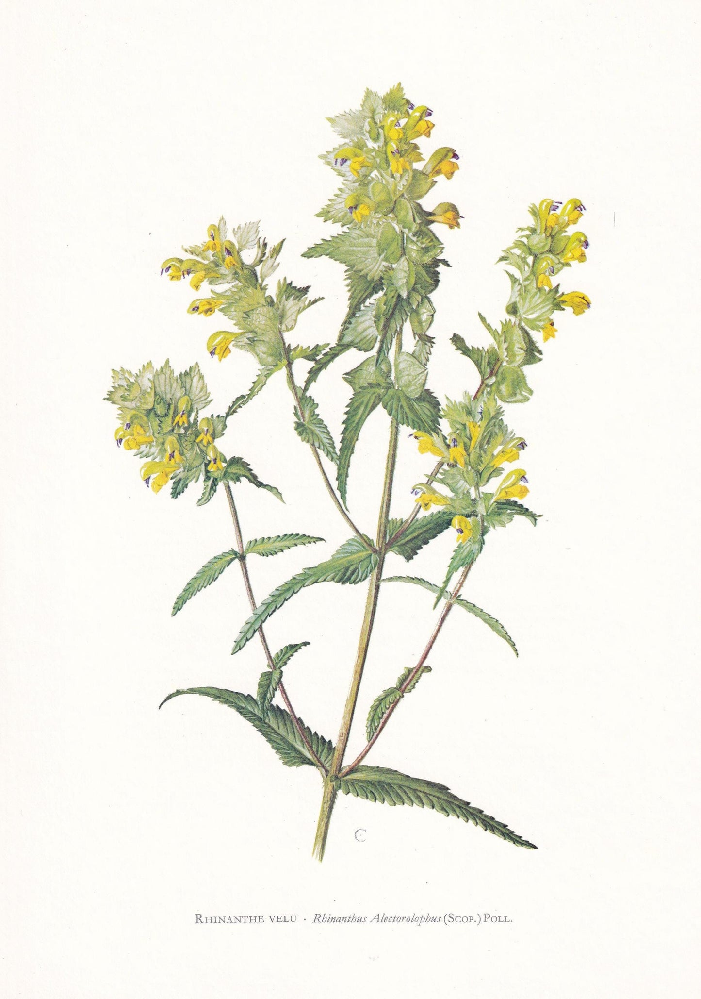 1974 YELLOW-RATTLE Plant Print - Botanical Print - Flower Illustration - Plant Wall Art - Vintage Plant Print - 7.5 x 10.6 In