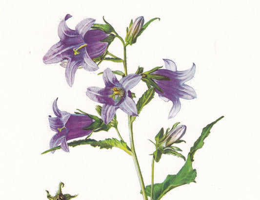 1974 NETTLE-LEAVED BELLFLOWER Print - Botanical Print - Flower Illustration - Plant Wall Art - Vintage Plant Print - 7.5 x 10