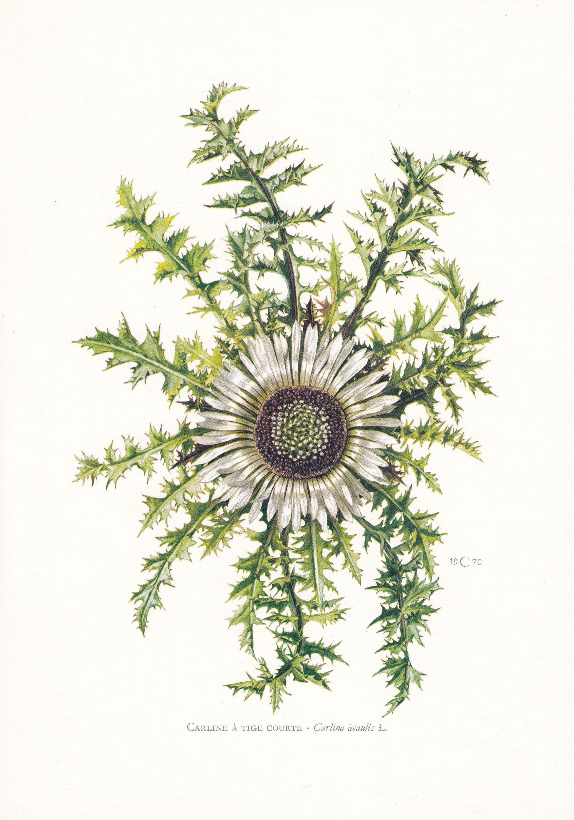 1974 STEMLESS CARLINE THISTLE Print - Botanical Print - Flower Illustration - Plant Wall Art - Vintage Plant Print - 7.5 x 10.6 Inches