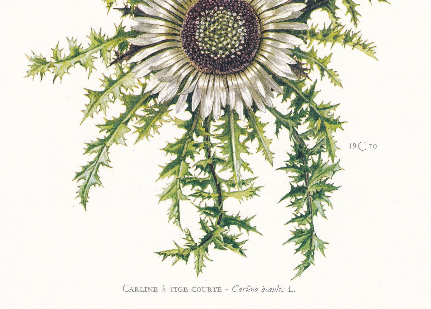 1974 STEMLESS CARLINE THISTLE Print - Botanical Print - Flower Illustration - Plant Wall Art - Vintage Plant Print - 7.5 x 10.6 Inches