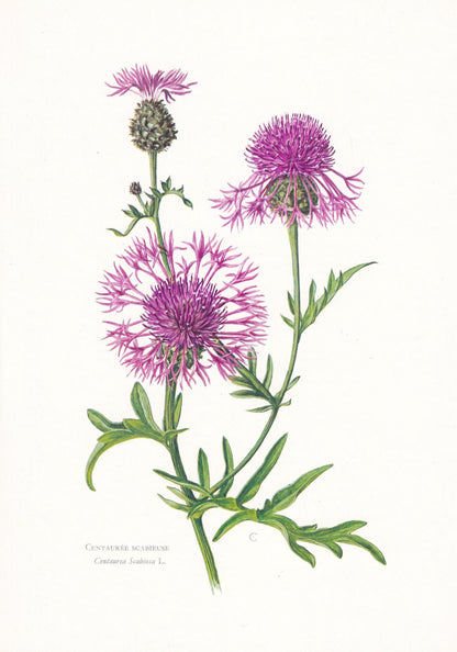 1974 GREATER KNAPWEED Flower Print - Botanical Print - Flower Illustration - Plant Wall Art - Vintage Plant Print - 7.5 x 10.