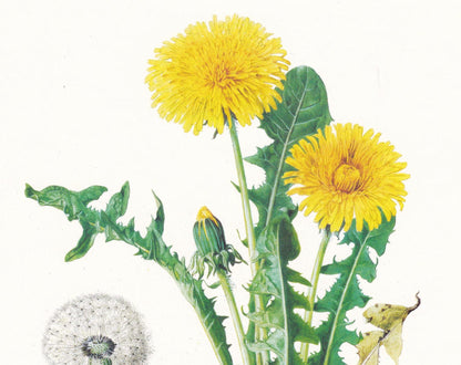 1974 DANDELION Flower Print - Botanical Print - Flower Illustration - Plant Wall Art - Vintage Plant Print - 7.5 x 10.6 Inche
