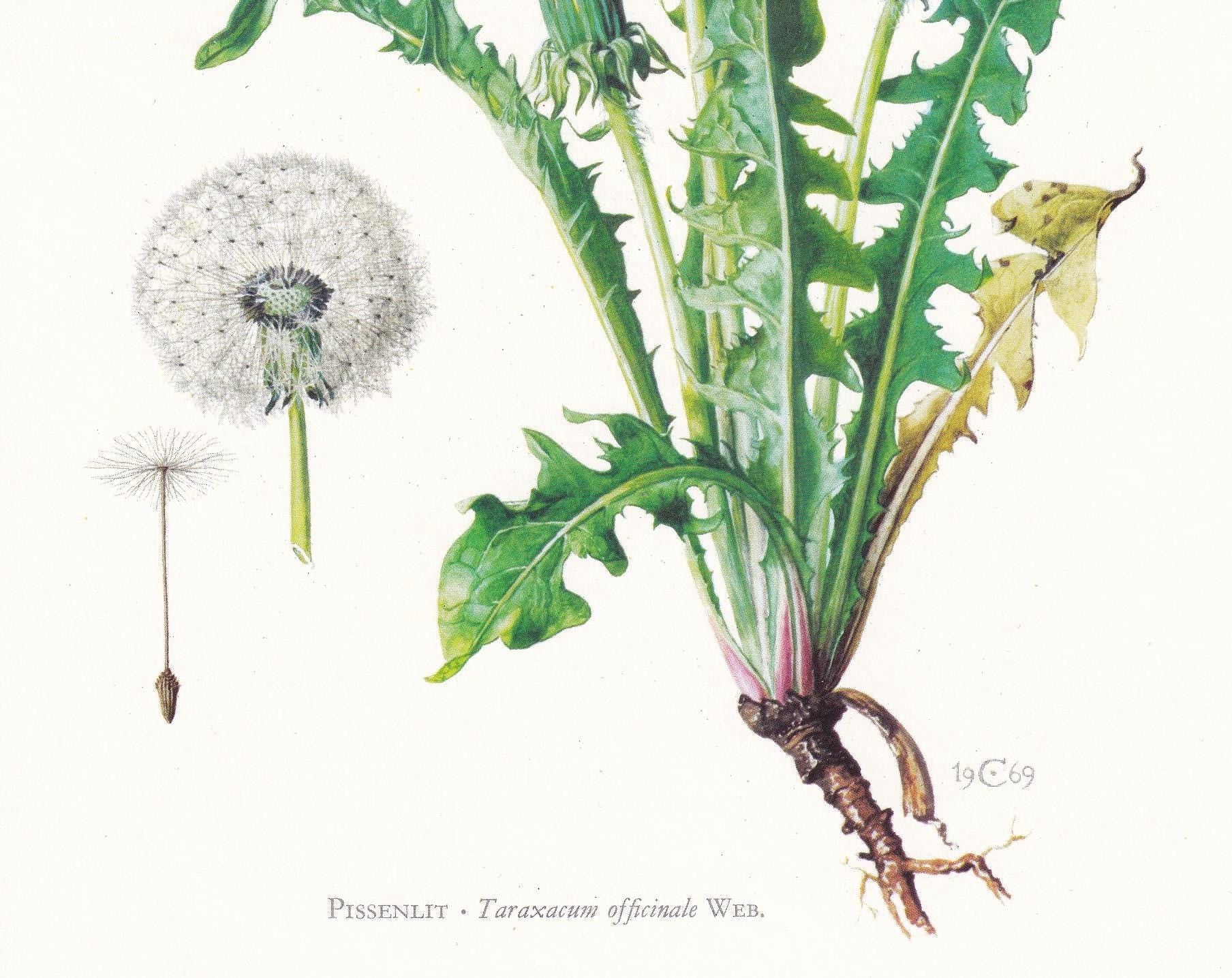 1974 DANDELION Flower Print - Botanical Print - Flower Illustration - Plant Wall Art - Vintage Plant Print - 7.5 x 10.6 Inche