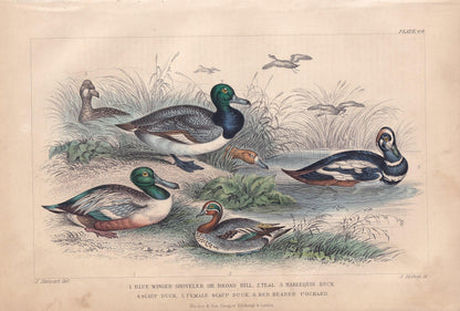 1859 DUCK, TEAL, & POCHARD Bird Print - Hand-Coloured Engraving - Bird Wall Art - Antique Bird Decor - 9.5 x 6.5 Inches