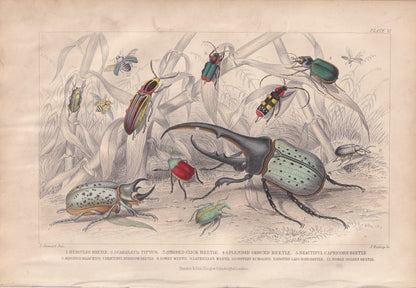 1859 BEETLES Print - Hercules, Scarab, Click, Capricorn - Hand-Coloured Engraving - Beetle Wall Art - Beetle Decor - 9.5 x 6.