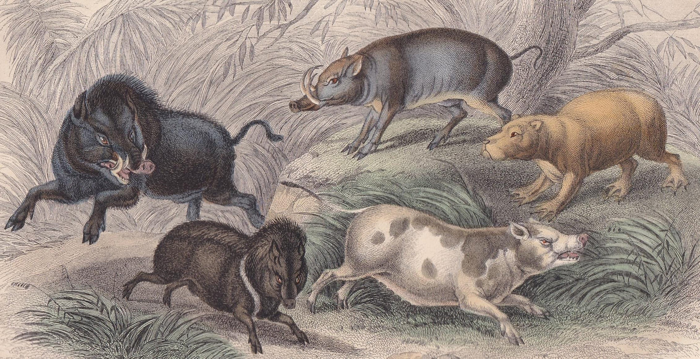 1859 BOAR, CAPYBARA, & BABIRUSA Print - Hand-Coloured Engraving - Pig Wall Art - Antique Pig Decor - 9.5 x 6.5 Inches