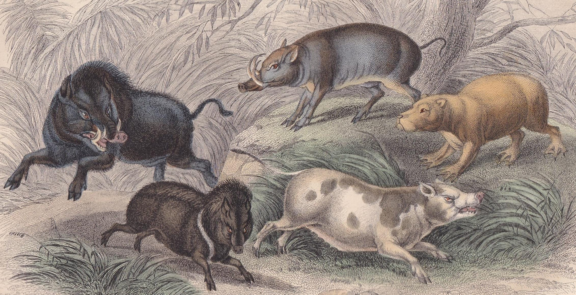 1859 BOAR, CAPYBARA, & BABIRUSA Print - Hand-Coloured Engraving - Pig Wall Art - Antique Pig Decor - 9.5 x 6.5 Inches