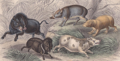 1859 BOAR, CAPYBARA, & BABIRUSA Print - Hand-Coloured Engraving - Pig Wall Art - Antique Pig Decor - 9.5 x 6.5 Inches
