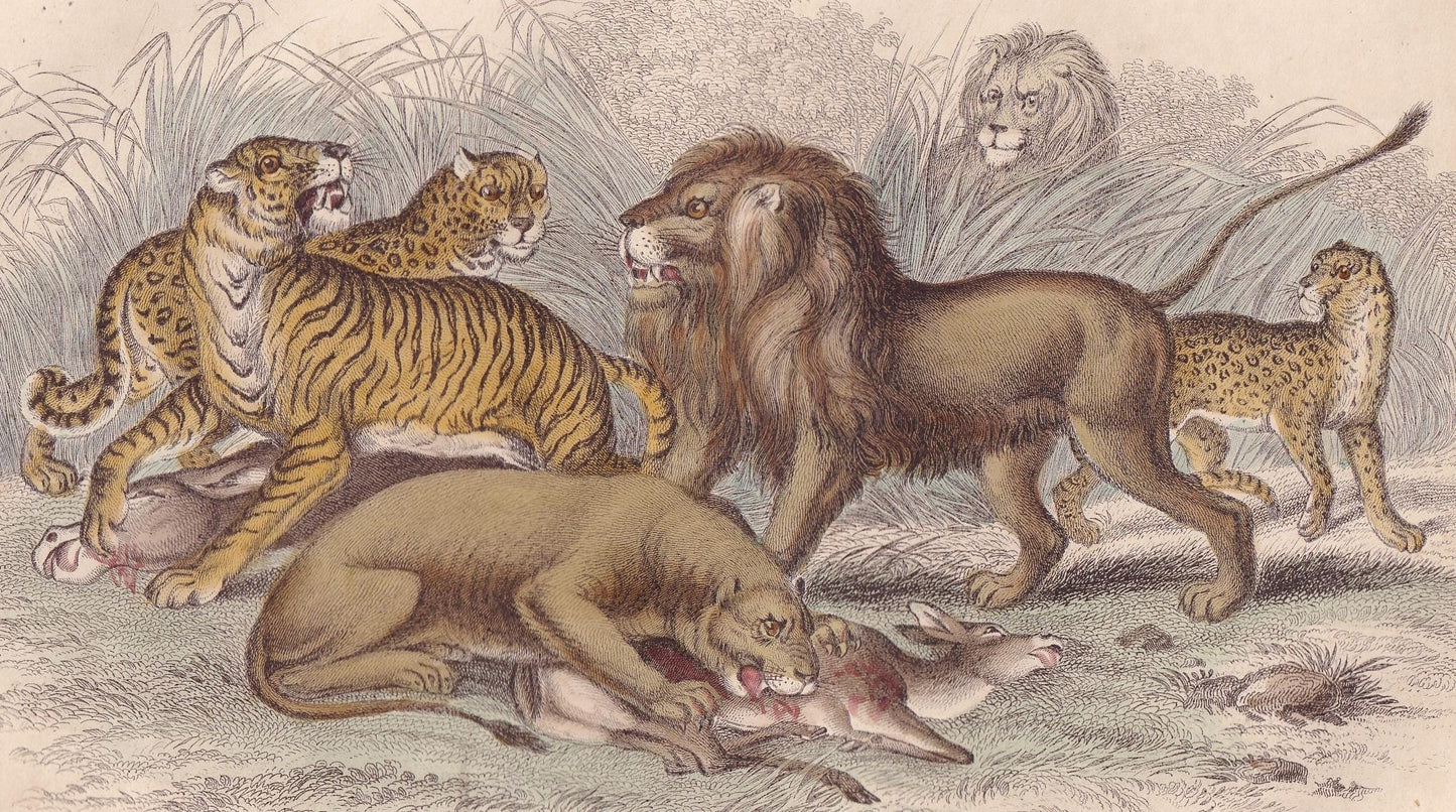 1859 LION, TIGER, LEOPARD, & Jaguar Print - Hand-Coloured Engraving - Big Cat Wall Art - Antique Safari Decor - 9.5 x 6.5 Inches