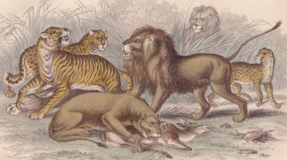 1859 LION, TIGER, LEOPARD, & Jaguar Print - Hand-Coloured Engraving - Big Cat Wall Art - Antique Safari Decor - 9.5 x 6.5 Inches
