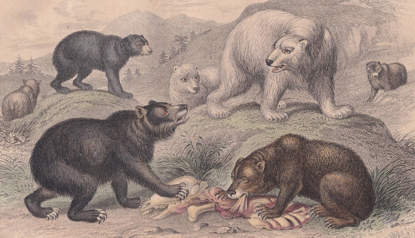 1859 BEAR & POLAR BEAR Print - Hand-Coloured Engraving - Bear Wall Art - Antique Bear Decor - 9.5 x 6.5 Inches