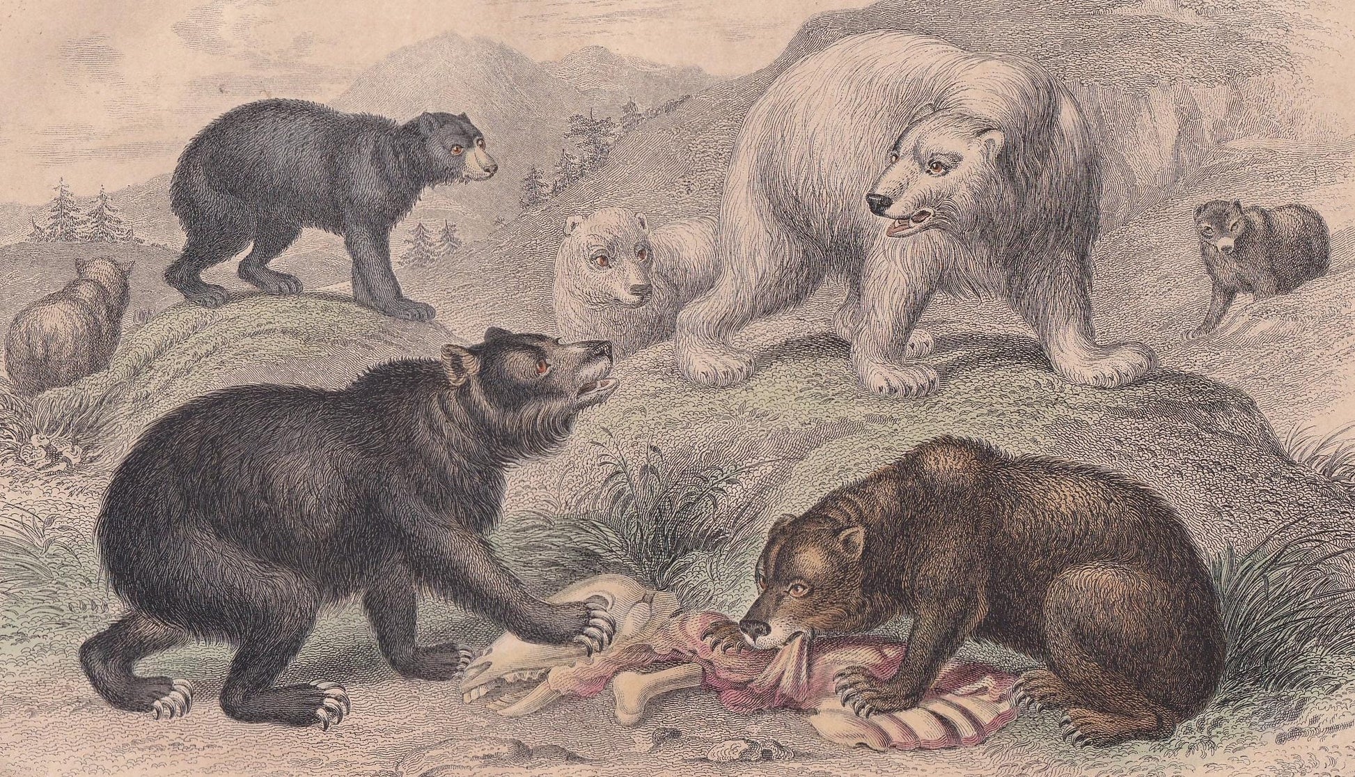 1859 BEAR & POLAR BEAR Print - Hand-Coloured Engraving - Bear Wall Art - Antique Bear Decor - 9.5 x 6.5 Inches