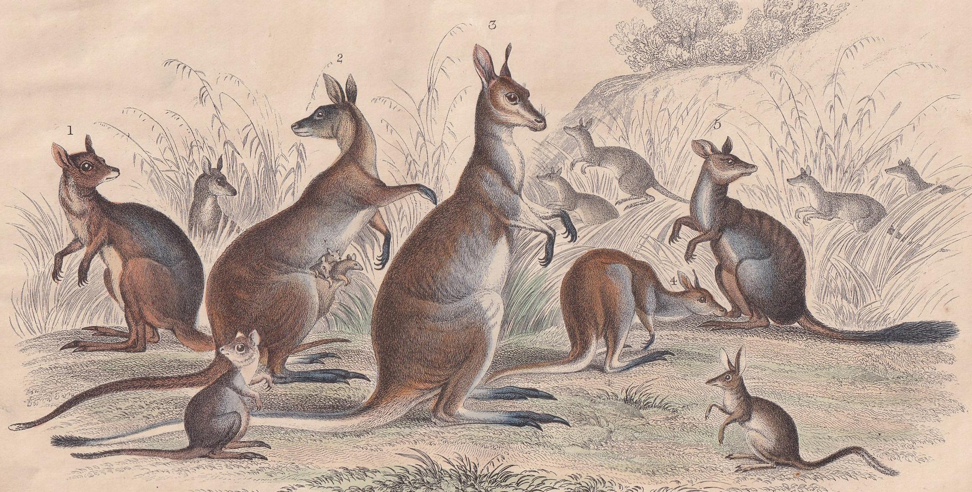 1859 KANGAROO Print - Hand-Coloured Engraving - Kangaroo Wall Art - Antique Kangaroo Decor - 9.5 x 6.5 Inches