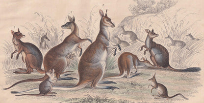 1859 KANGAROO Print - Hand-Coloured Engraving - Kangaroo Wall Art - Antique Kangaroo Decor - 9.5 x 6.5 Inches