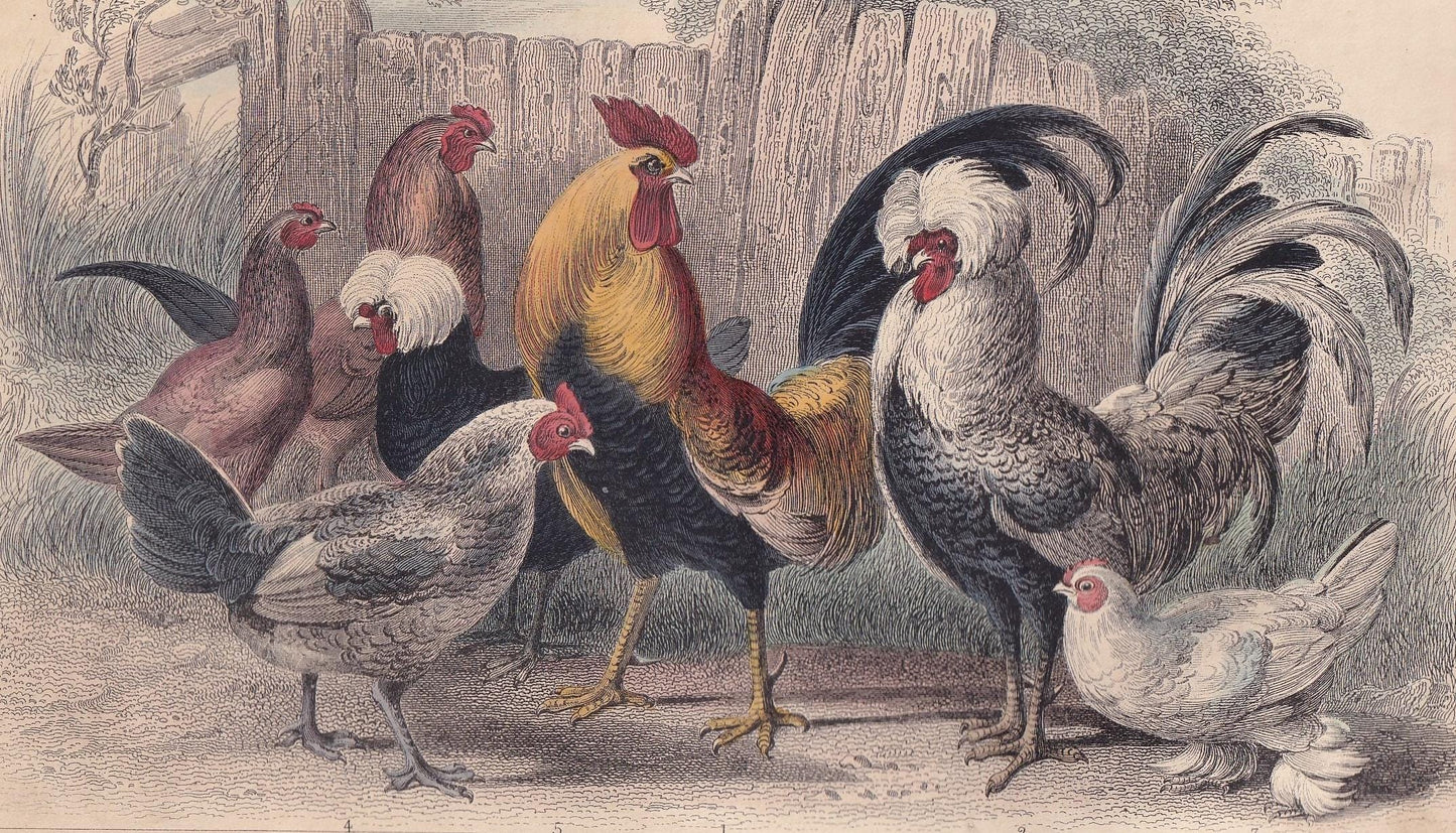 1859 ROOSTER & HENS Bird Print - Hand-Coloured Engraving - Chicken Wall Art - Antique Bird Decor - 9.5 x 6.5 Inches