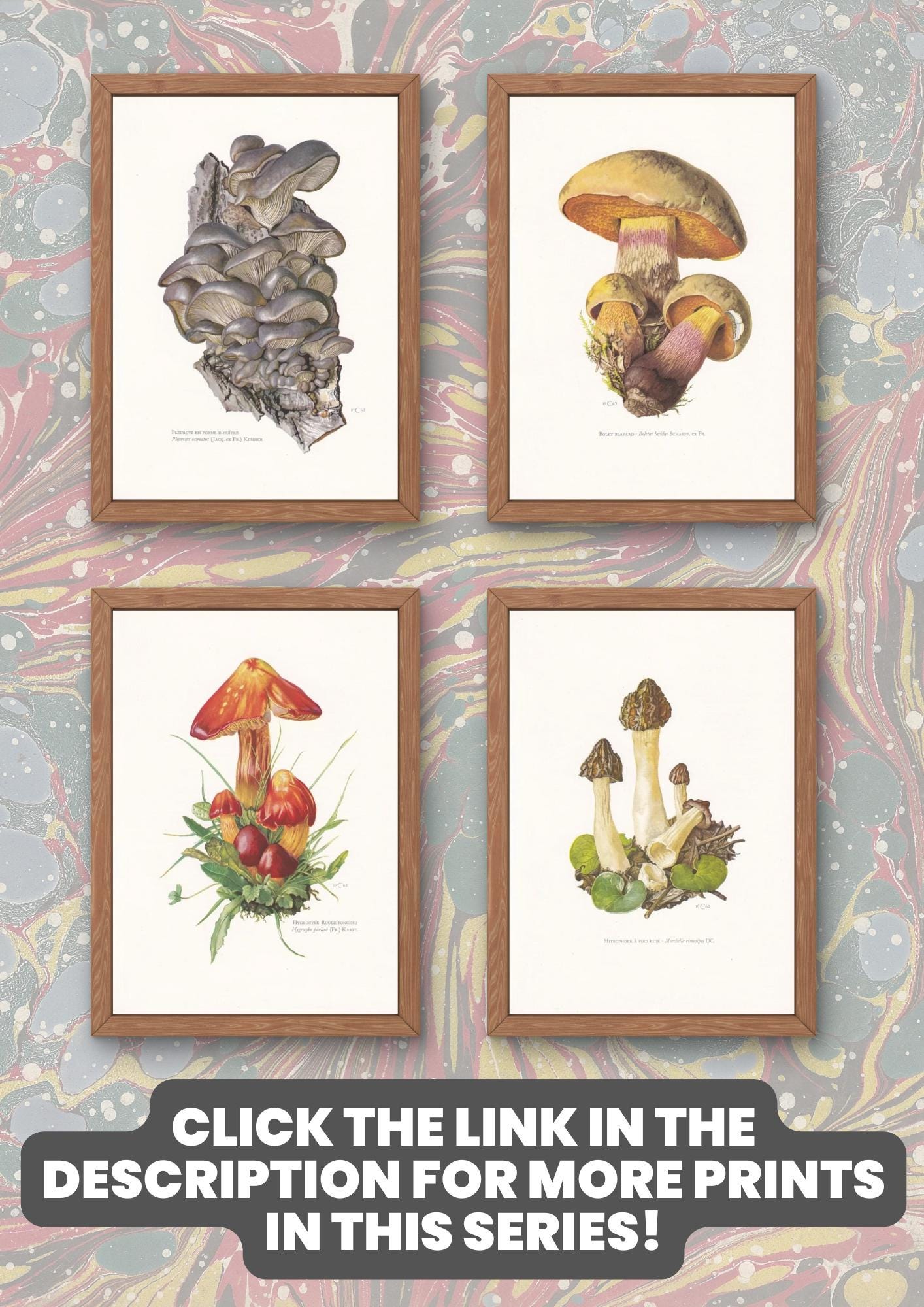 1960s SICKENER MUSHROOM Print - Mushroom Wall Art - Cottagecore - Russula emetica - Mushroom Decor - 7.5 x 10.6 Inches