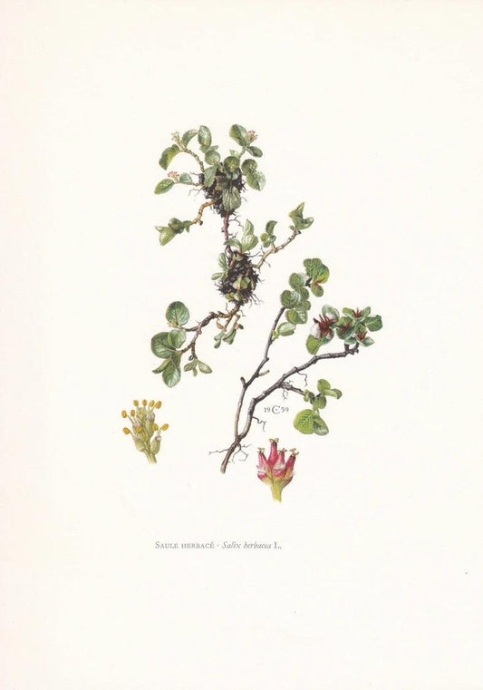 1960 DWARF WILLOW Print - Botanical Print - Tree Illustration - Tree Wall Art - Vintage Tree Print - 7.5 x 10.6 Inches