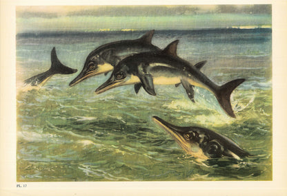 1960 ICHTHYOSAUR (STENOPTERYGIUS) Print - Prehistoric Animals Print - Paleoart - Dinosaur Decoration - 63 Years Old - 13.5 x 9.75 Inches