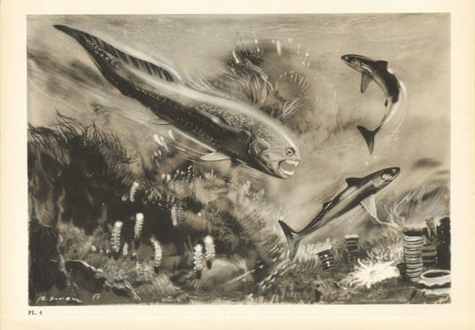 1960 DINICHTHYS Print - Prehistoric Animals Print - Paleoart - Paleontology Print - Dinosaur Print - 63 Years Old - 13.5 x 9.75 Inches