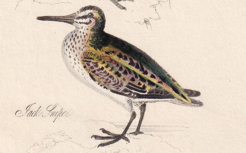 1834 SANDPIPER, SNIPE, LAPWING, & Dotterel Bird Print - Hand-Coloured - Bird Wall Art - Bird Decor - Antique Bird Print - 4.5