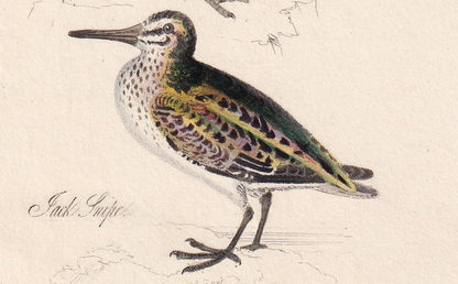 1834 SANDPIPER, SNIPE, LAPWING, & Dotterel Bird Print - Hand-Coloured - Bird Wall Art - Bird Decor - Antique Bird Print - 4.5