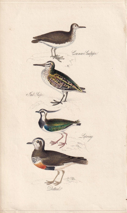 1834 SANDPIPER, SNIPE, LAPWING, & Dotterel Bird Print - Hand-Coloured - Bird Wall Art - Bird Decor - Antique Bird Print - 4.5