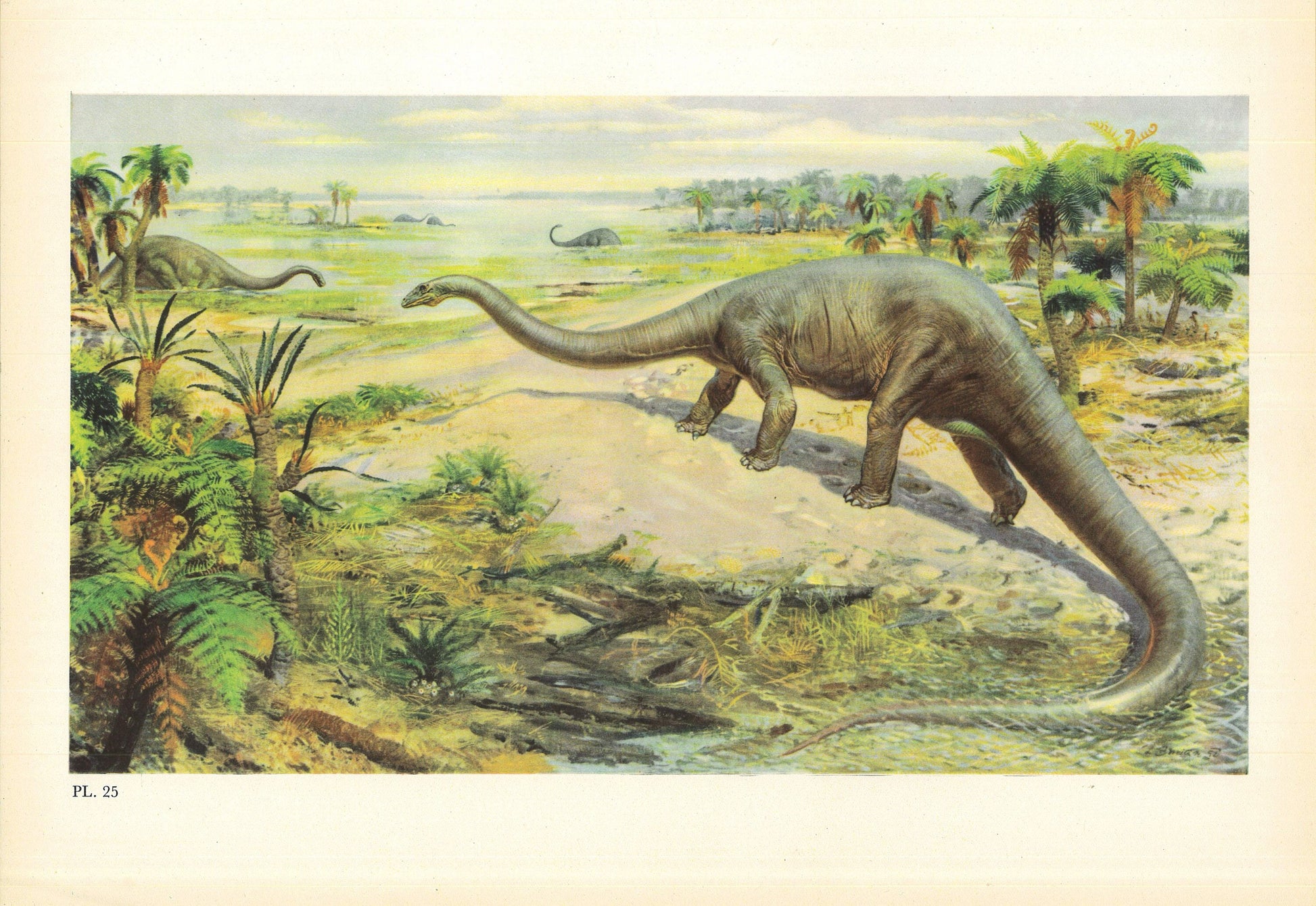 1960 DIPLODOCUS DINOSAUR Print - Prehistoric Animals Print - Paleoart - Dinosaur Decoration - 63 Years Old - 13.5 x 9.75 Inches