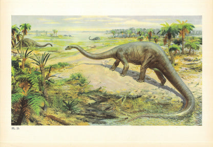 1960 DIPLODOCUS DINOSAUR Print - Prehistoric Animals Print - Paleoart - Dinosaur Decoration - 63 Years Old - 13.5 x 9.75 Inches