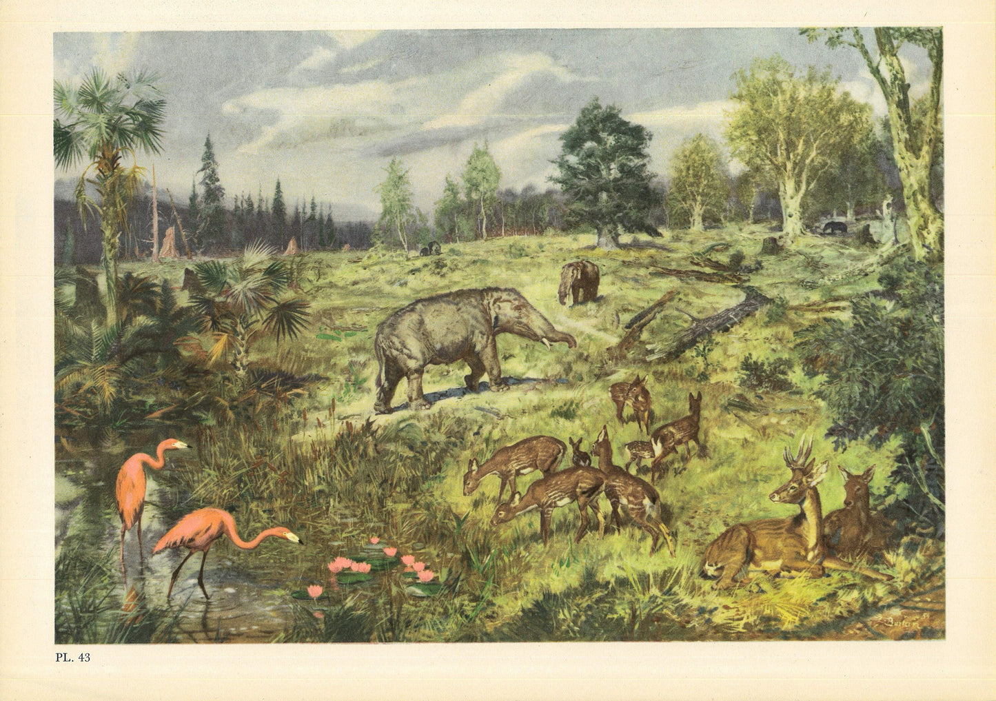 1960 MIOCENE EPOCH Print - Prehistoric Animals Print - Paleoart - Paleontology Print - 63 Years Old - 13.5 x 9.75 Inches