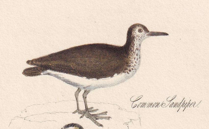 1834 SANDPIPER, SNIPE, LAPWING, & Dotterel Bird Print - Hand-Coloured - Bird Wall Art - Bird Decor - Antique Bird Print - 4.5 x 7.8 Inches