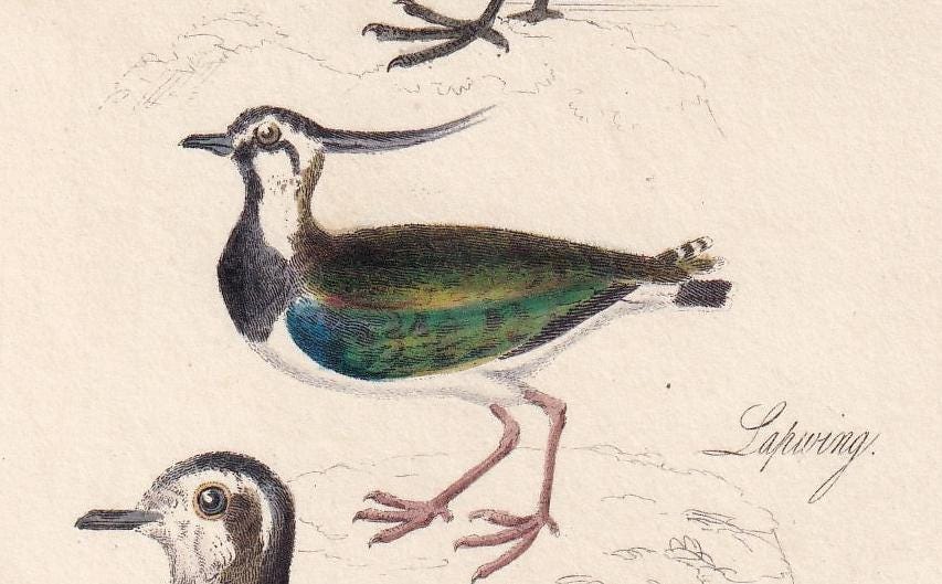1834 SANDPIPER, SNIPE, LAPWING, & Dotterel Bird Print - Hand-Coloured - Bird Wall Art - Bird Decor - Antique Bird Print - 4.5