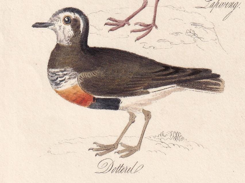 1834 SANDPIPER, SNIPE, LAPWING, & Dotterel Bird Print - Hand-Coloured - Bird Wall Art - Bird Decor - Antique Bird Print - 4.5