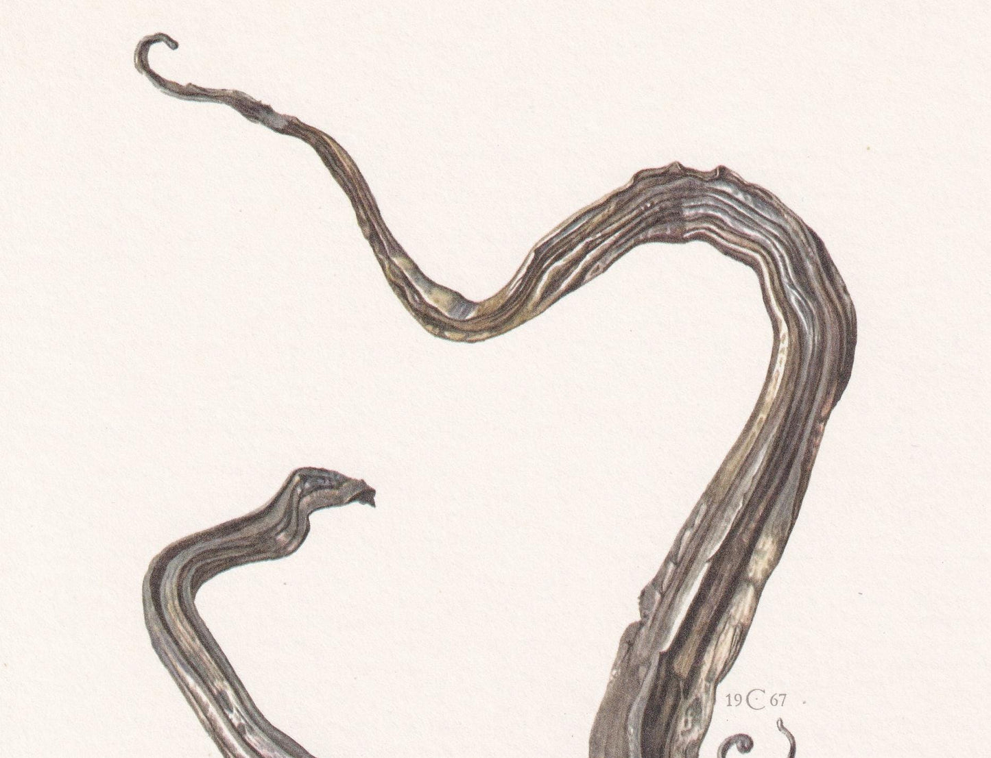 1968 SILVER Print - Mineral Wall Art Gift - Mineralogy Decor - Precious Stones - Vintage Rock Art - Element Print - 7.5 x 10.6 Inches