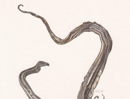 1968 SILVER Print - Mineral Wall Art Gift - Mineralogy Decor - Precious Stones - Vintage Rock Art - Element Print - 7.5 x 10.6 Inches