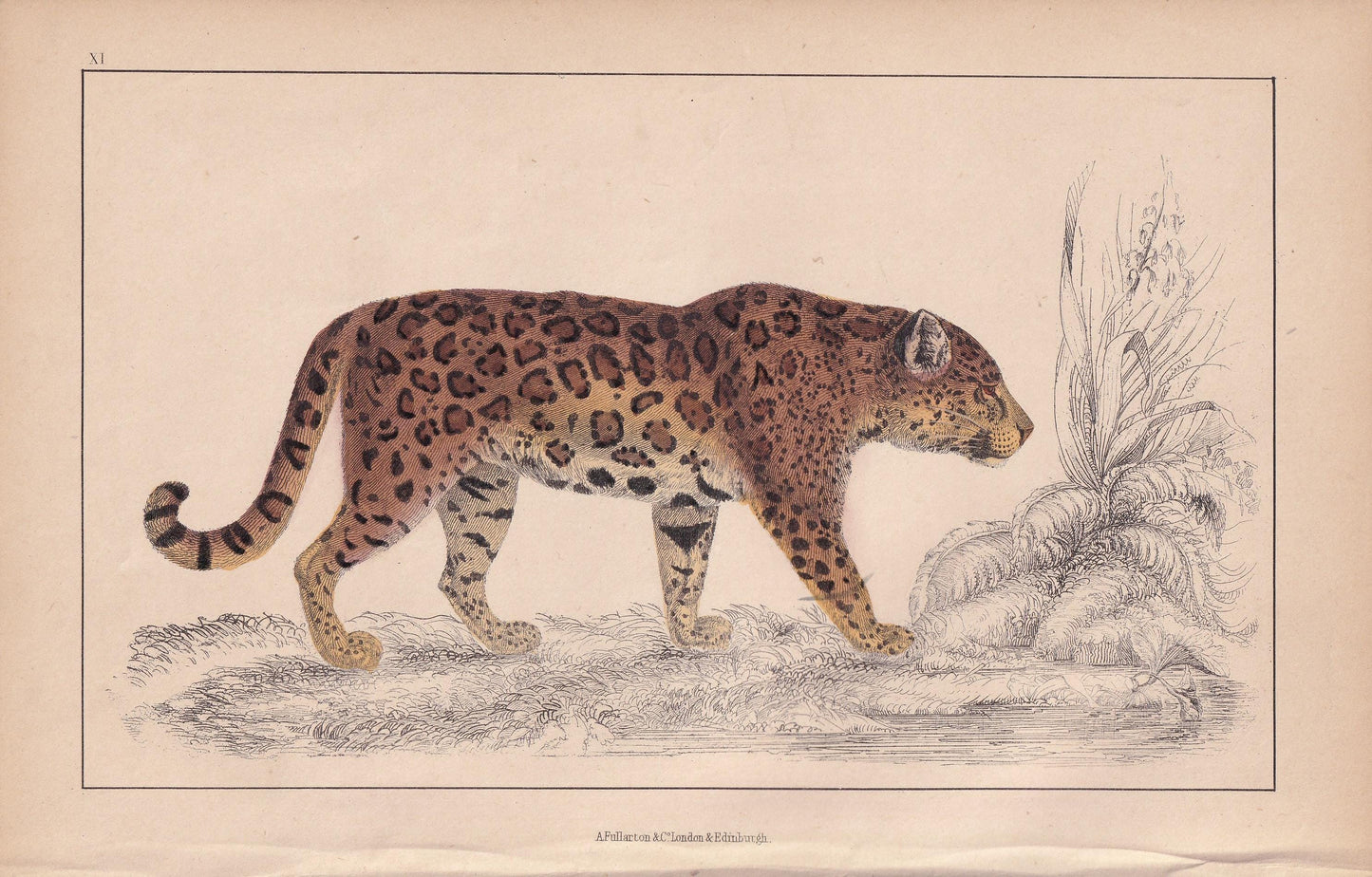 1850 JAGUAR Print - Original Hand-Coloured Engraving - Jaguar Wall Art - Antique Jaguar Print - Big Cat Decor - 10 x 6.4 Inches