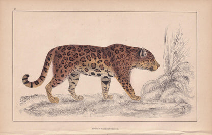 1850 JAGUAR Print - Original Hand-Coloured Engraving - Jaguar Wall Art - Antique Jaguar Print - Big Cat Decor - 10 x 6.4 Inches
