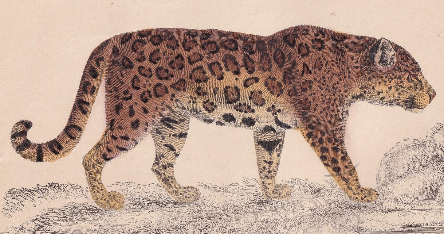 1850 JAGUAR Print - Original Hand-Coloured Engraving - Jaguar Wall Art - Antique Jaguar Print - Big Cat Decor - 10 x 6.4 Inches