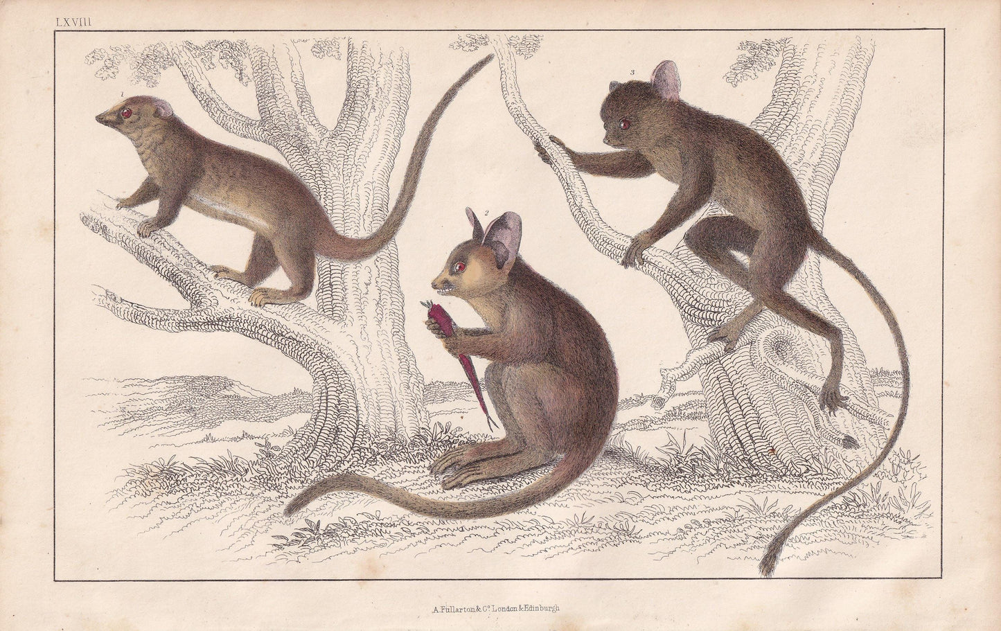1850 GALAGO & TARSIER MONKEY Print - Original Hand-Coloured Engraving - Galago Wall Art - Antique Tarsier - Monkey Decor - 10