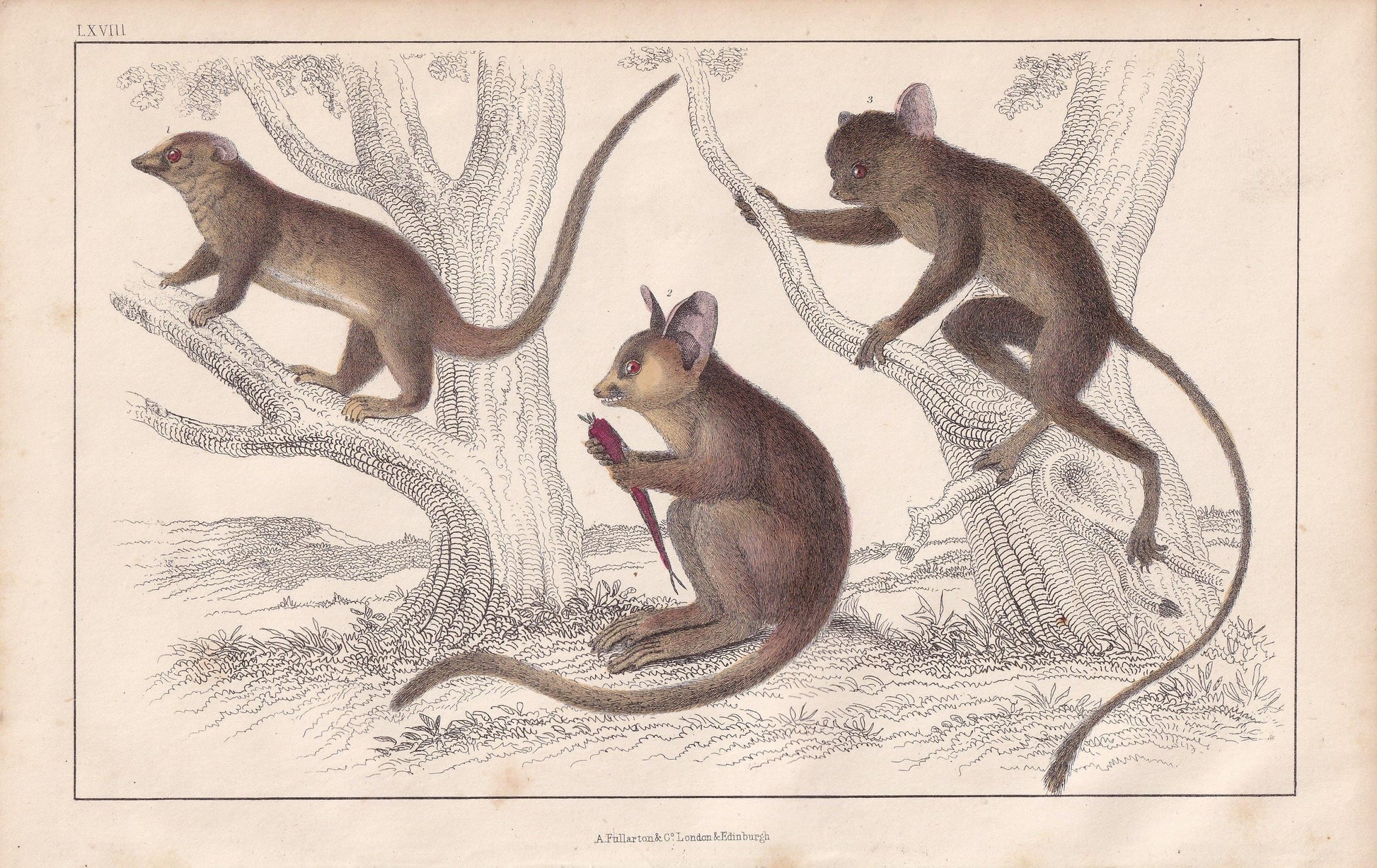 1850 GALAGO & TARSIER MONKEY Print - Original Hand-Coloured Engraving - Galago Wall Art - Antique Tarsier - Monkey Decor - 10