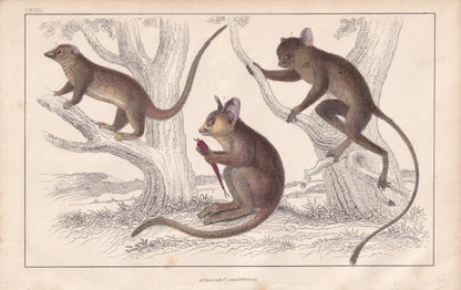1850 GALAGO & TARSIER MONKEY Print - Original Hand-Coloured Engraving - Galago Wall Art - Antique Tarsier - Monkey Decor - 10