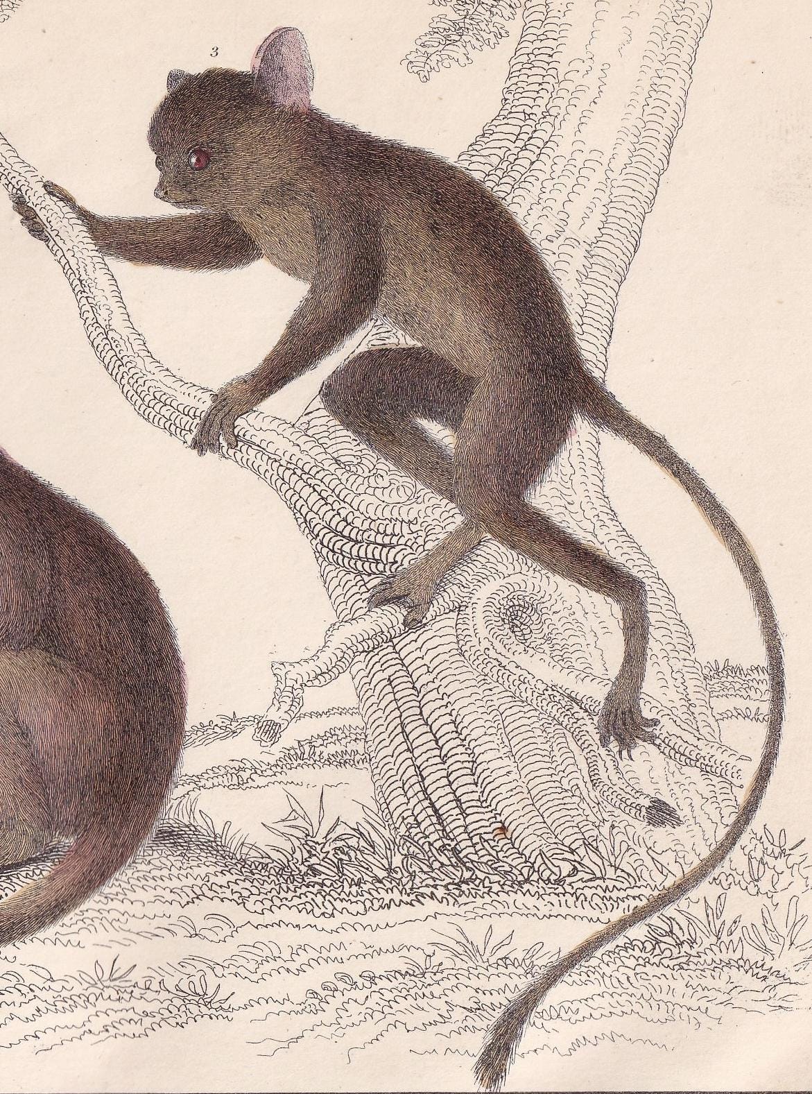 1850 GALAGO & TARSIER MONKEY Print - Original Hand-Coloured Engraving - Galago Wall Art - Antique Tarsier - Monkey Decor - 10