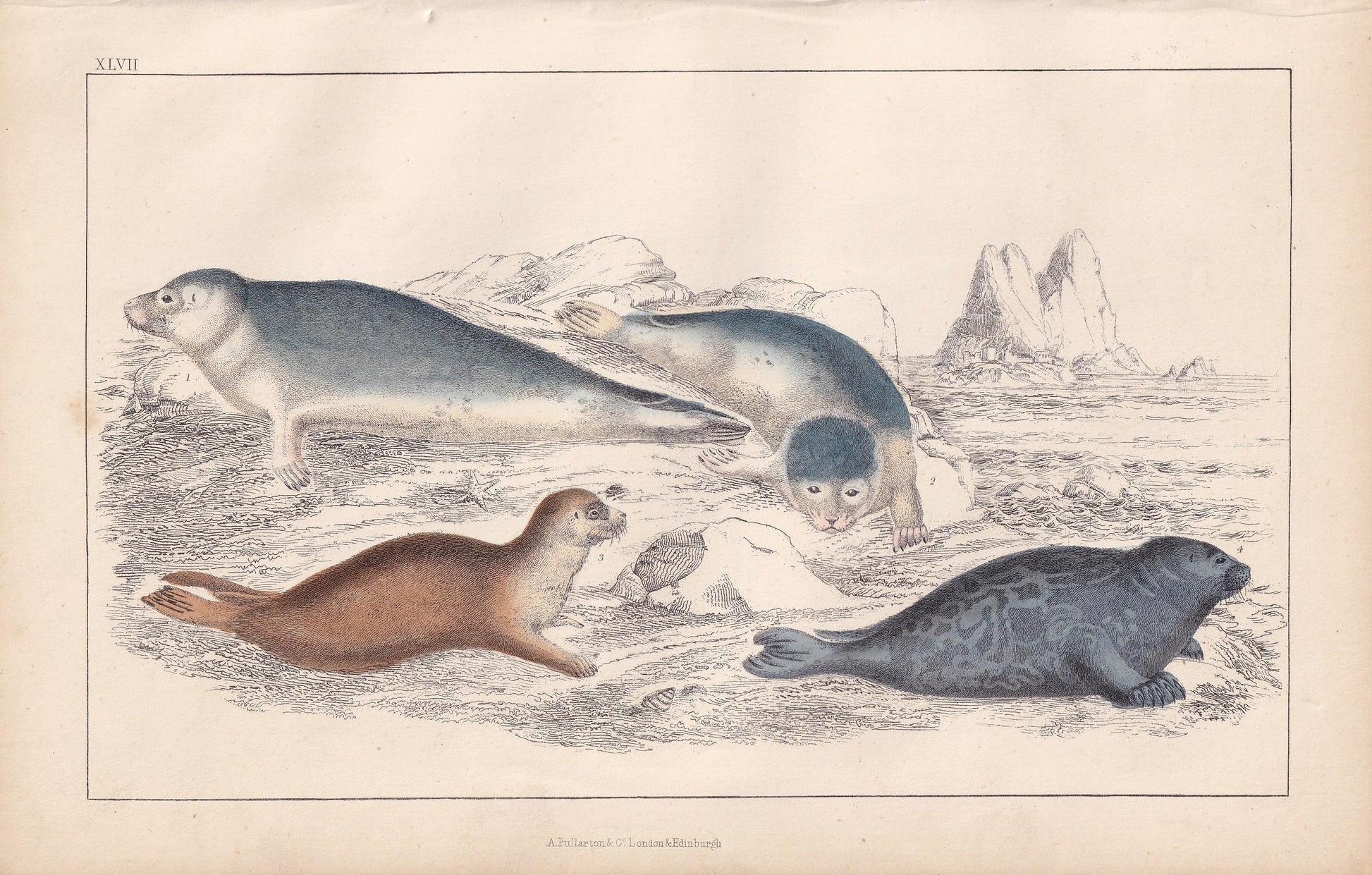 1850 SEAL & FETID SEAL Print - Original Antique Hand-Coloured Engraving - Seal Wall Art - Seal Decor - 10 x 6.4 Inches